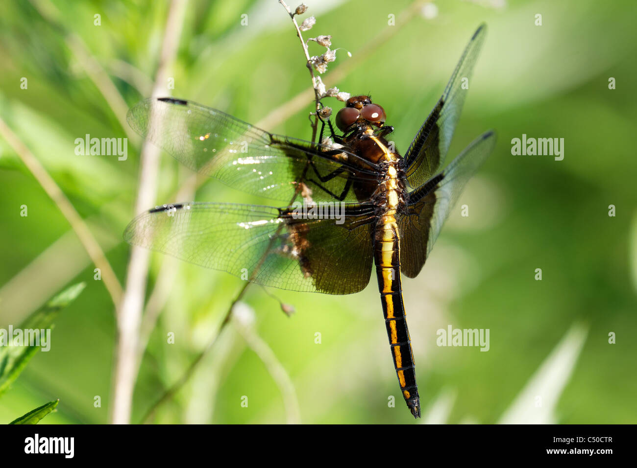 Vedova Skimmer (femmina) - (Libellula luctuosa) Foto Stock