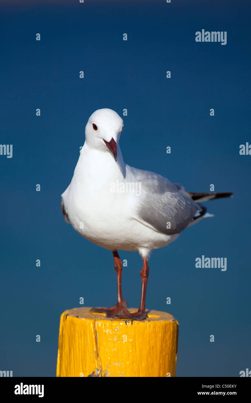 Seagull ritratto in Hout Bay Harbor, Cape Town, Sud Africa Foto Stock