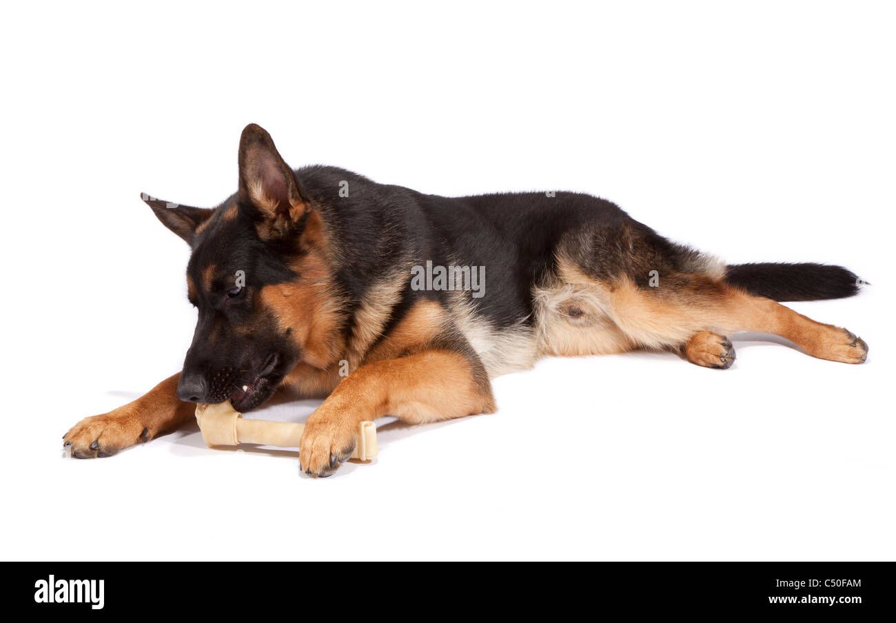 Giovane maschio pastore tedesco cane a 9 mesi di età masticare un osso in cuoio pergamentato Foto Stock