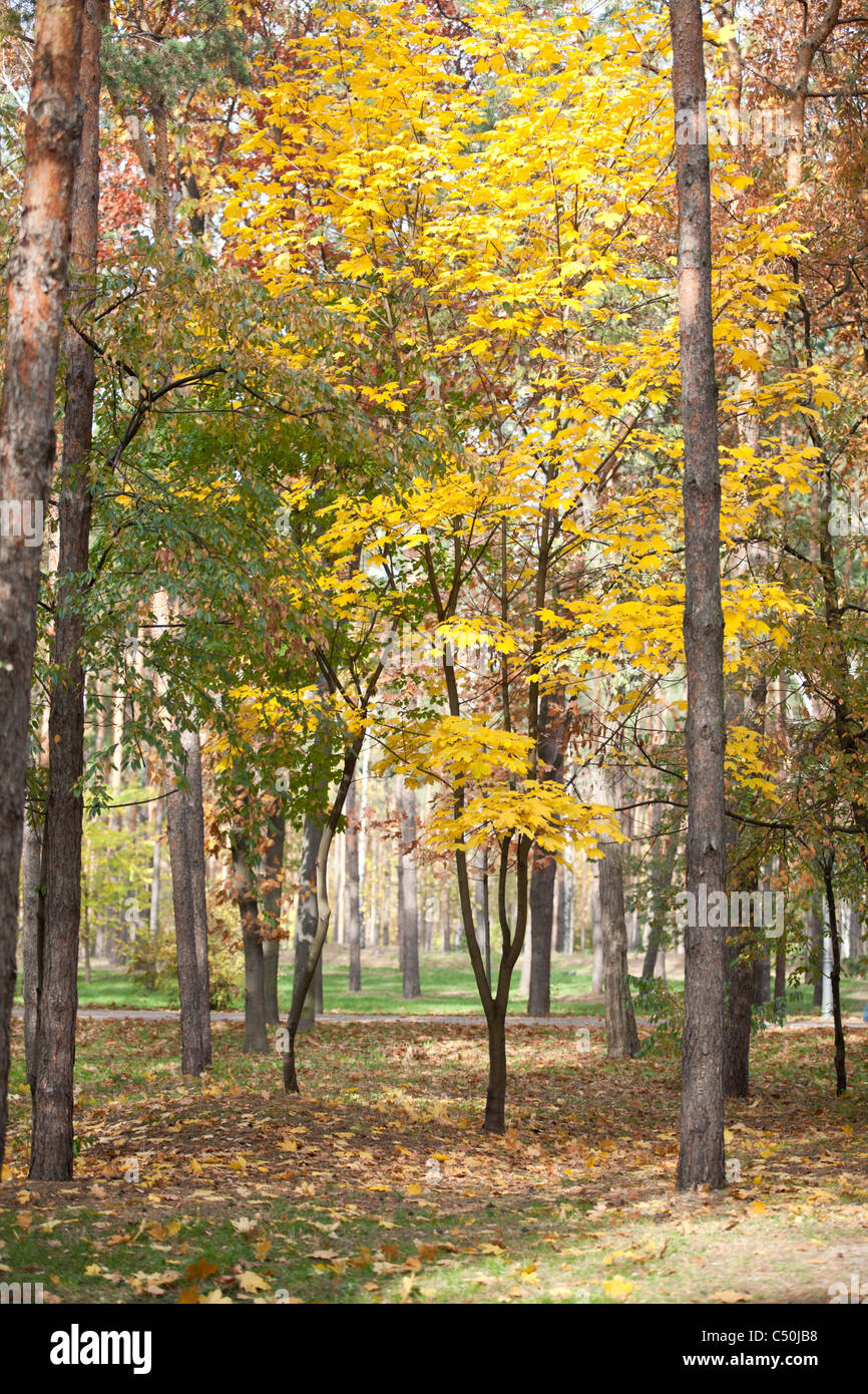 Bellissimi alberi colorati in autunno park Foto Stock