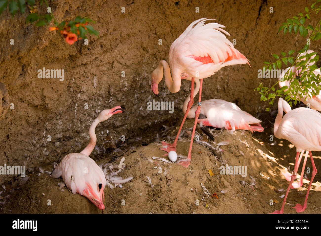 Gruppo di nidificazione fenicotteri rosa uno con pulcino e uno con uovo Foto Stock