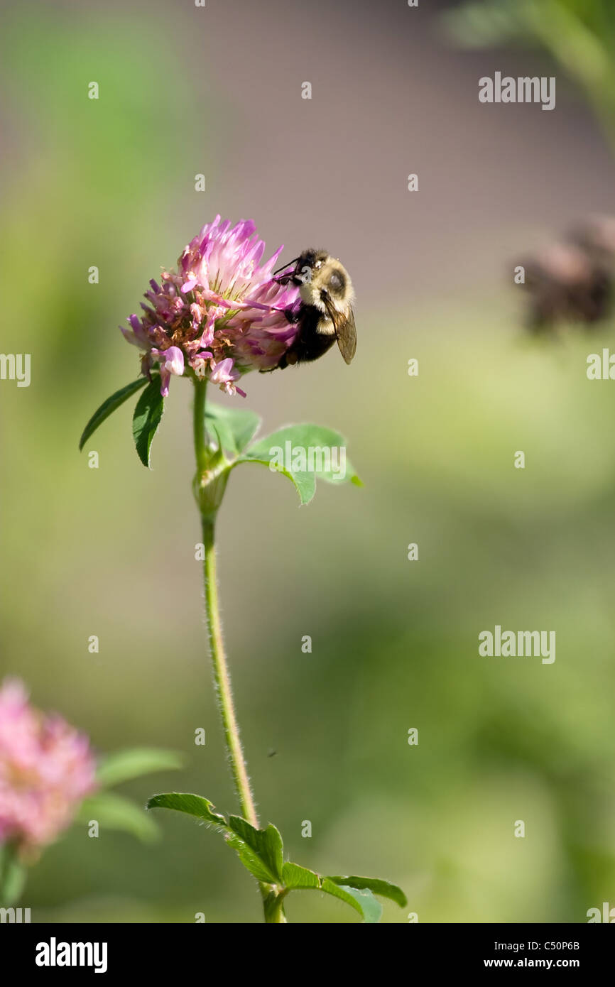 Un Bumble Bee per raccogliere il polline su un fiore. Profondità di campo. Foto Stock