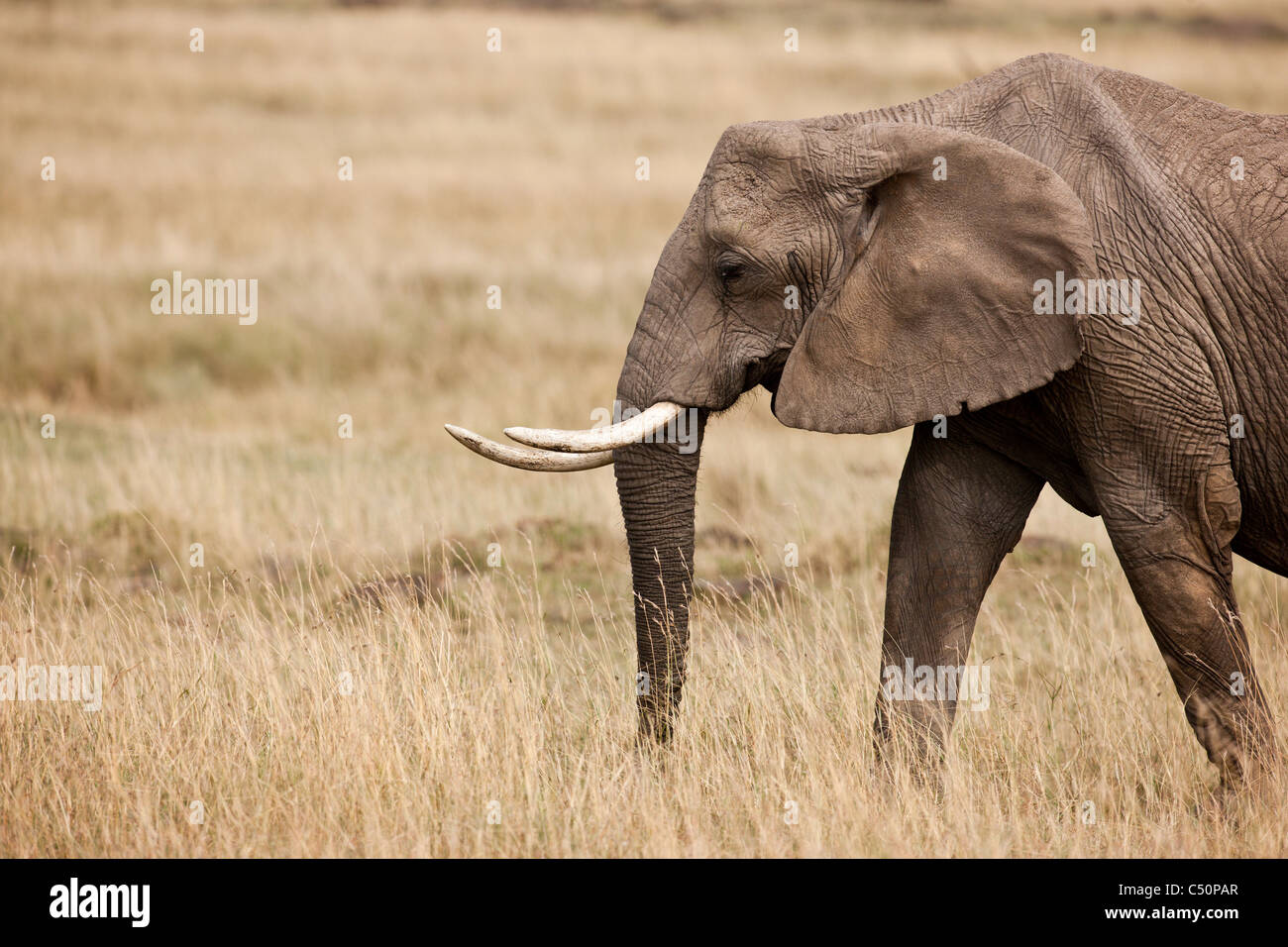 Un giovane elefante in Mara. Masai Mara, Kenya. Foto Stock