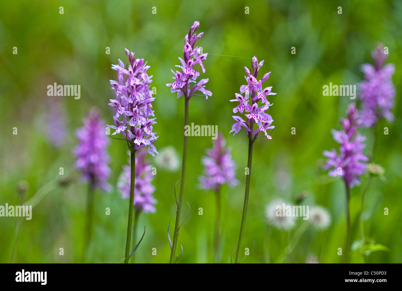 Comune o unione maculato (orchidea Dactylorhiza fuchsii), Alpi Nord Italia Foto Stock