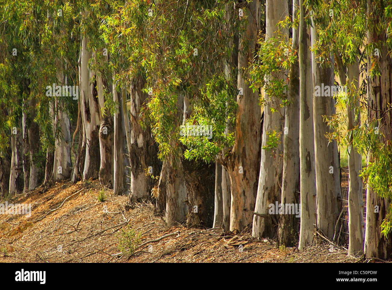 Eukalyptus - eucalipto 10 Foto Stock