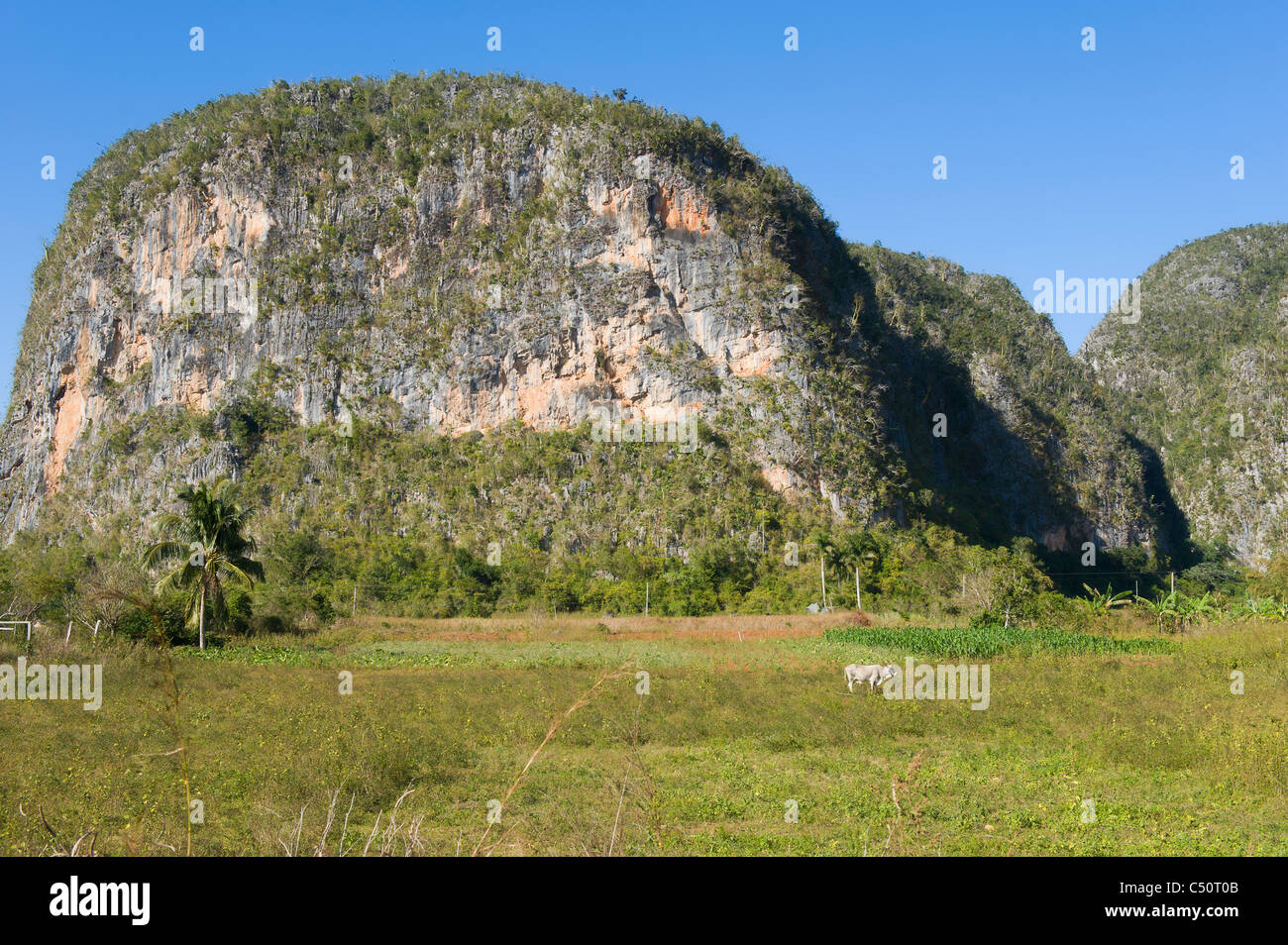 Vinales Valley, Mogotes, Vinales, Pinar del Rio Provincia, Cuba Foto Stock