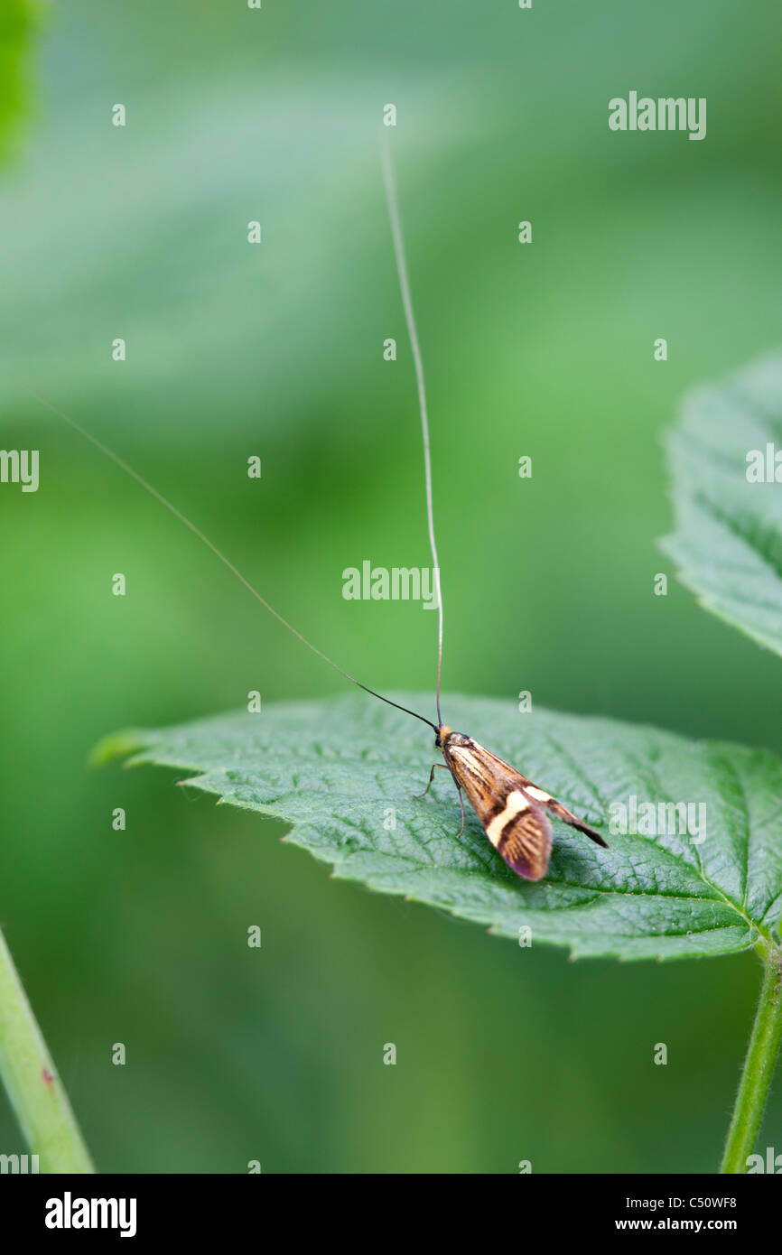 Micro-moth Nemophurus degeerella adulto a riposo su una foglia Foto Stock