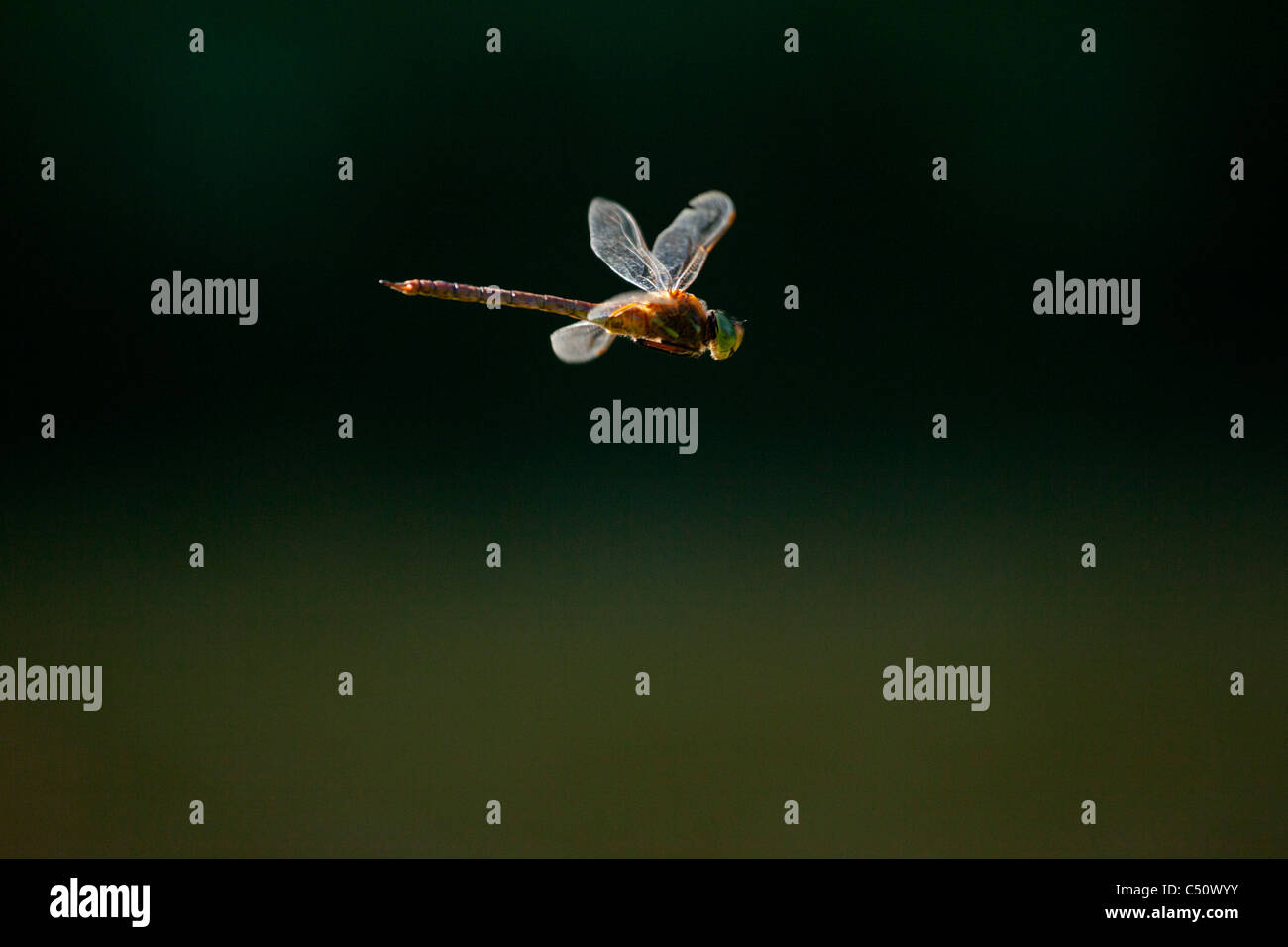 Libellula in volo Foto Stock