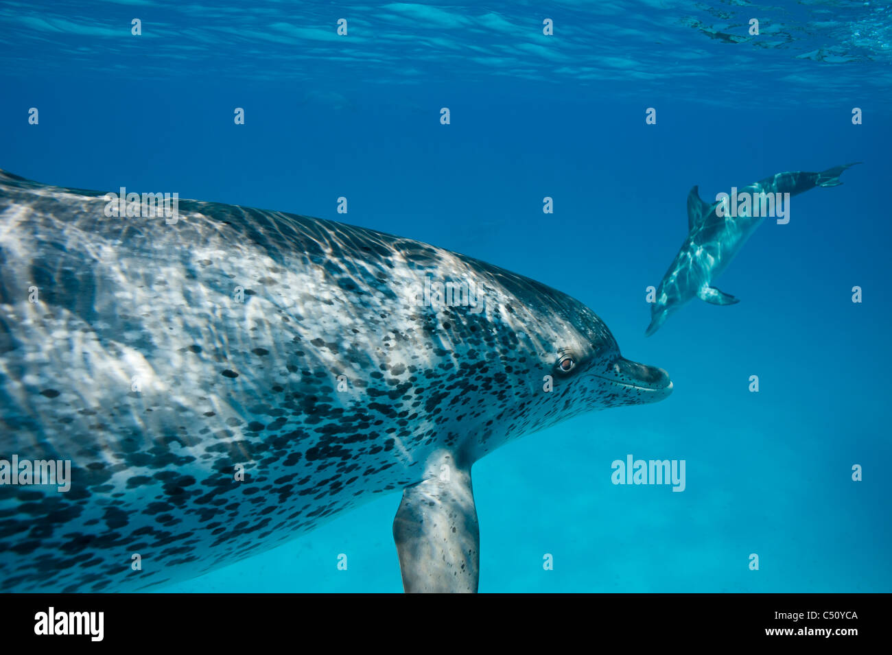 Macchiato atlantico Delfini Stenella frontalis Atlantischer Fleckendelfin Bimini Bahamas Caraibi ritratto subacqueo con occhio Foto Stock