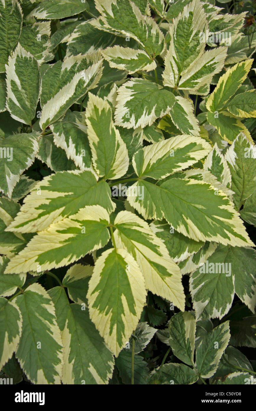 Massa variegata sambuco - Aegopodium podagraria variegatum "" Foto Stock