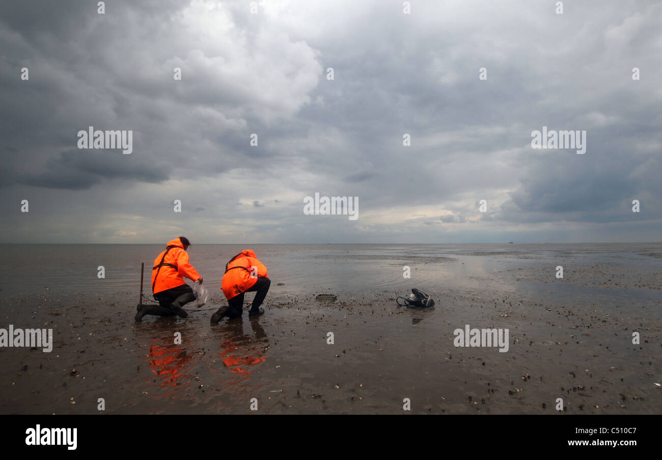 Costiera Orientale della pesca e della conservazione del funzionario (EIFCA) ispeziona un letto di increspatura nell'estuario di lavaggio. Foto Stock