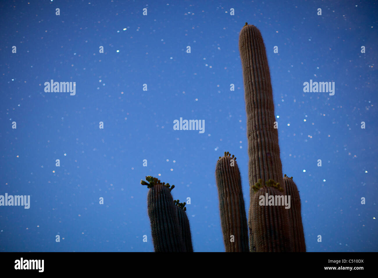 Sfocato stelle nel cielo dietro un cactus Foto Stock
