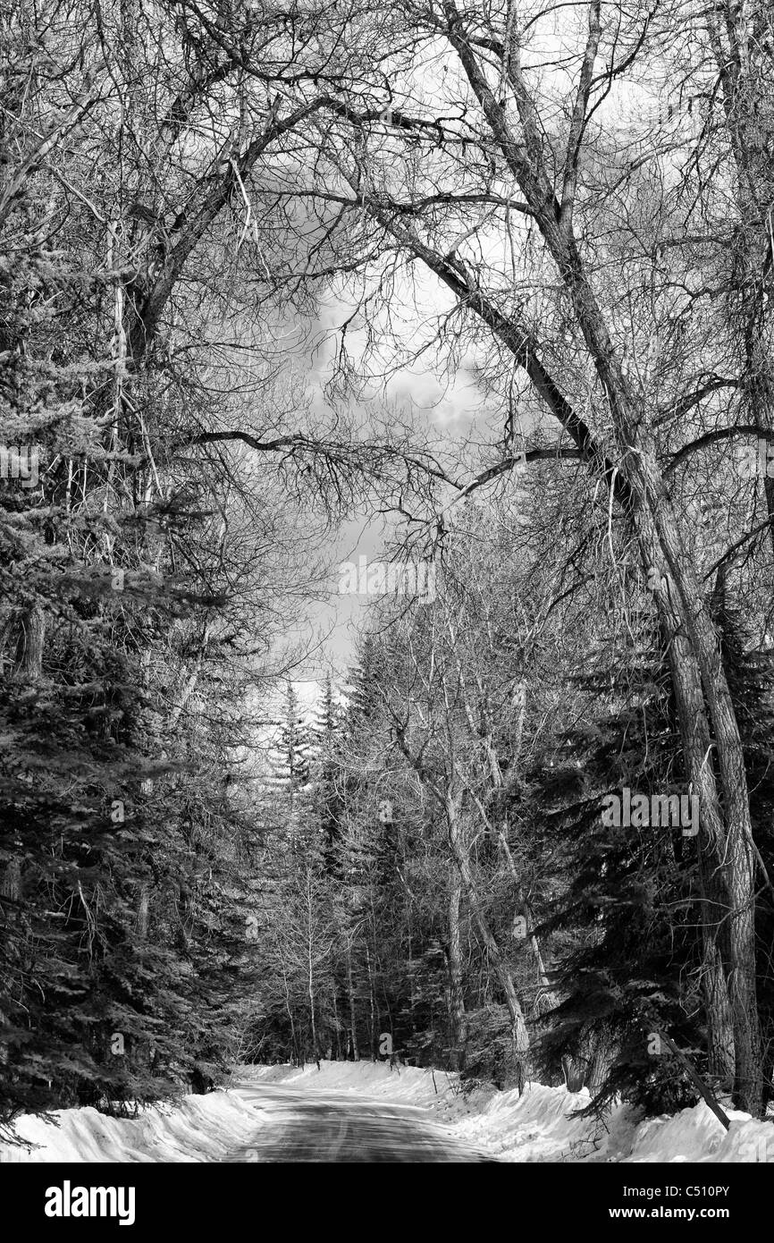 Bianco e nero inverno panoramica panoramica strada rurale attraverso la neve e alberi di alto fusto in Colorado, Stati Uniti occidentali WOP Foto Stock