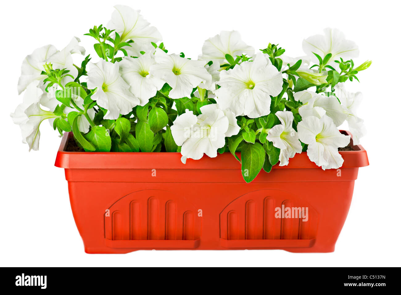 Bella petunia bianca in vaso da fiori in terracotta isolato su bianco Foto Stock