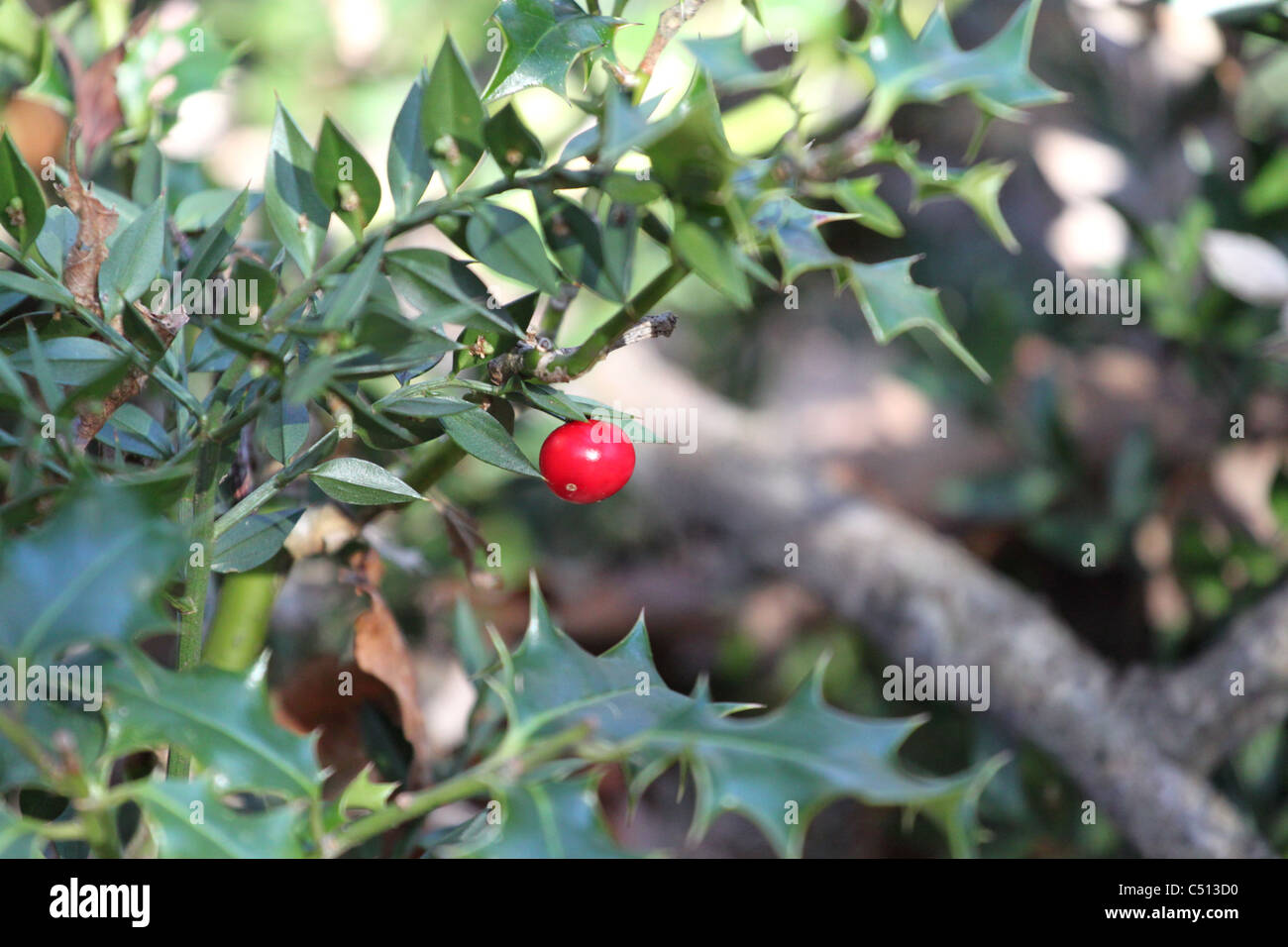 Macellerie ginestra (Ruscus aculeatus) un'antica foresta scopa. Foto Stock