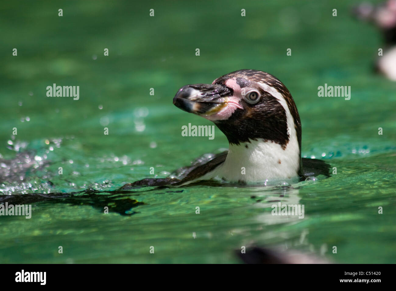 Nastrare penguin nuotare in acqua Foto Stock