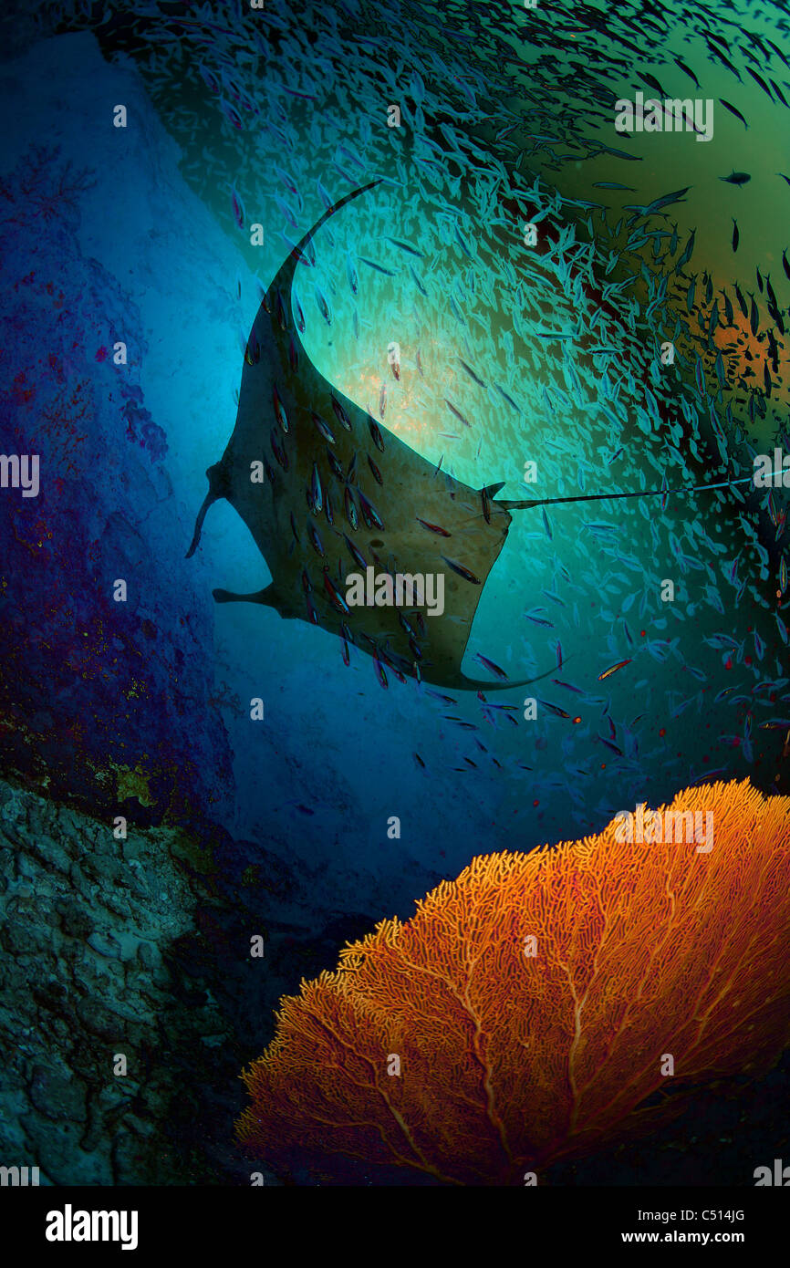 Sogni di Manta Foto Stock