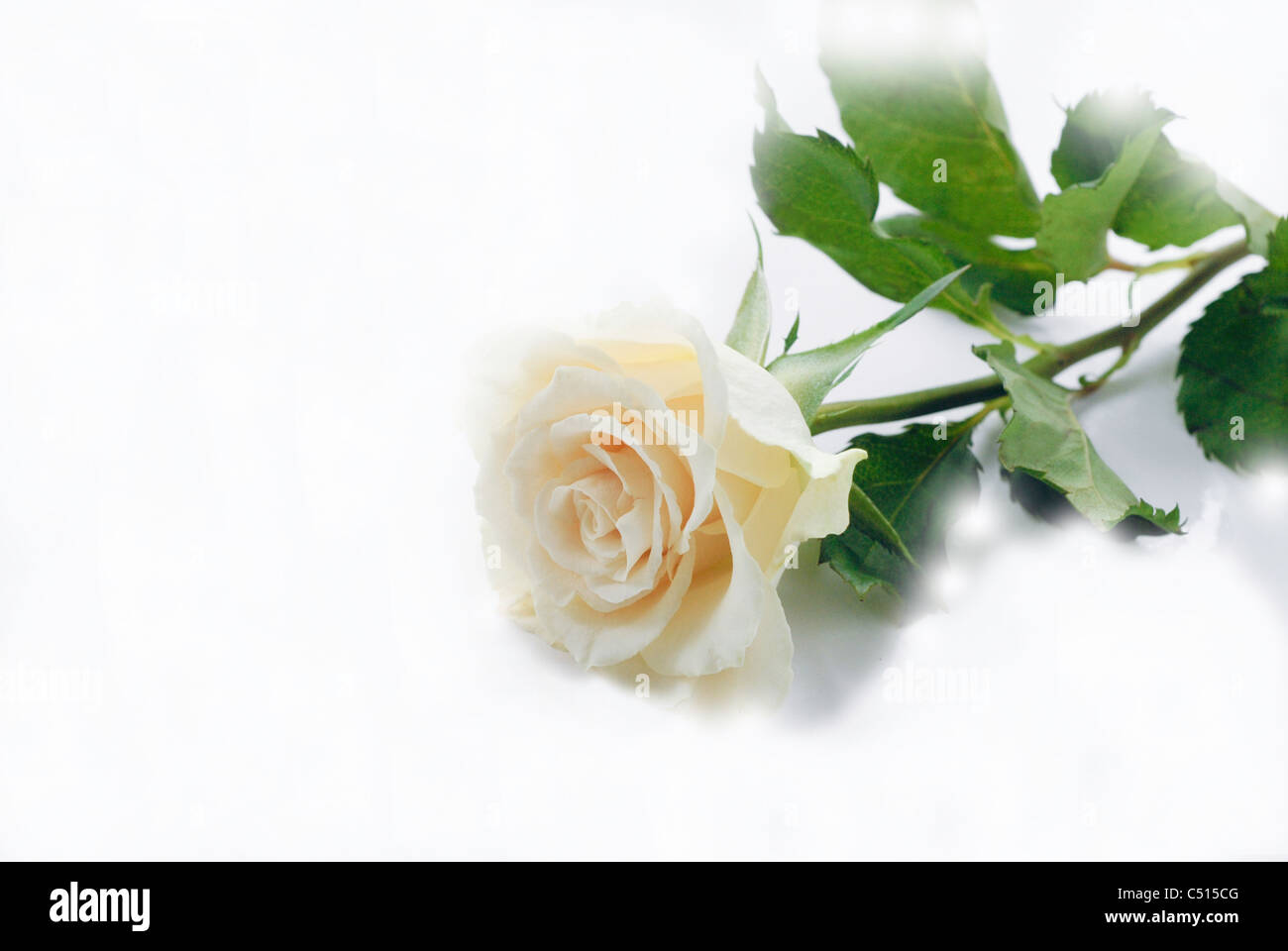 Fresh bianco cremoso single rose fiore Foto Stock