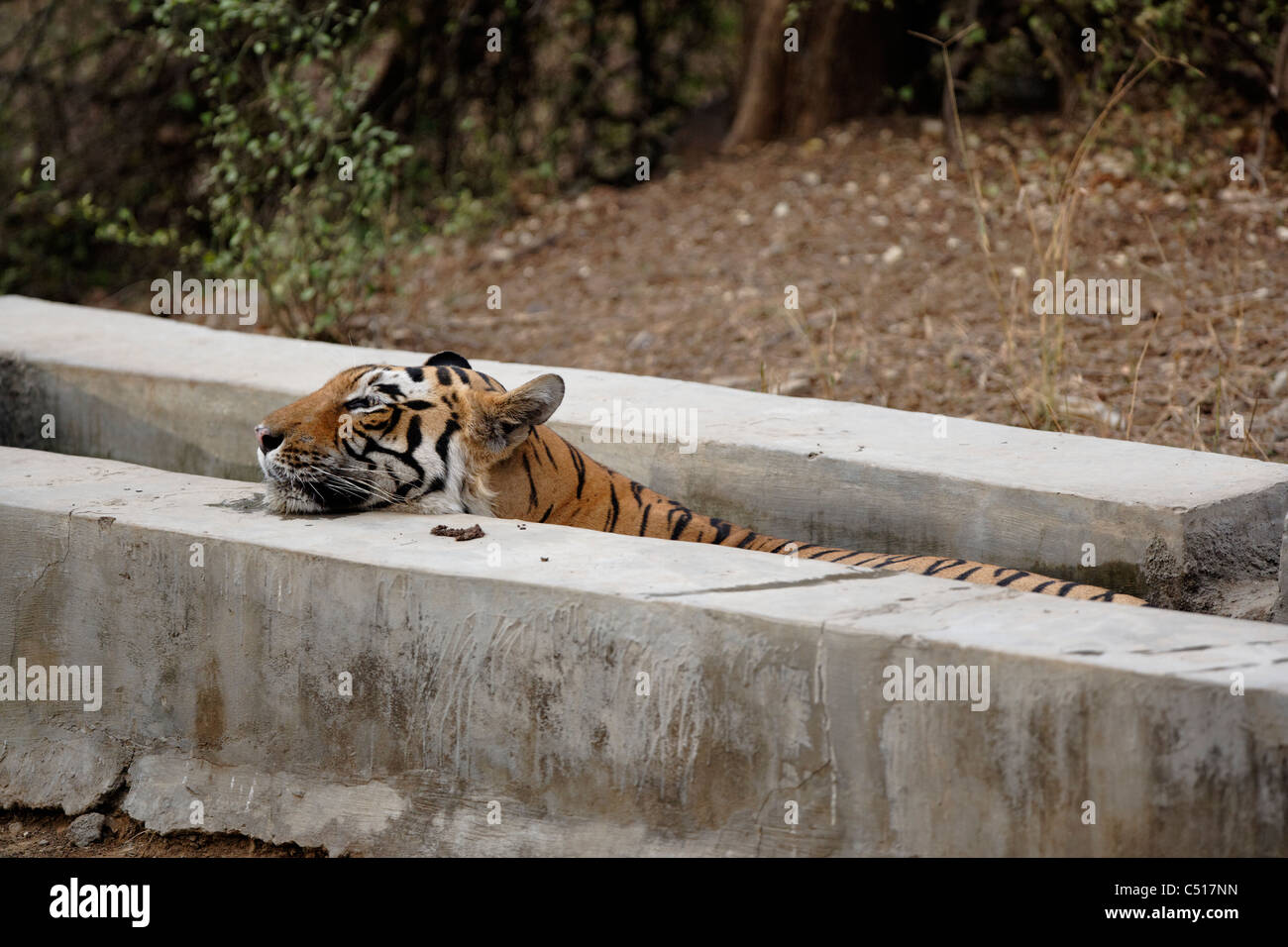 Tigre del Bengala all'interno di un uomo fatto piscina di acqua di raffreddamento in estati a Ranthambhore bosco selvatico, India. ( Panthera Tigris ) Foto Stock