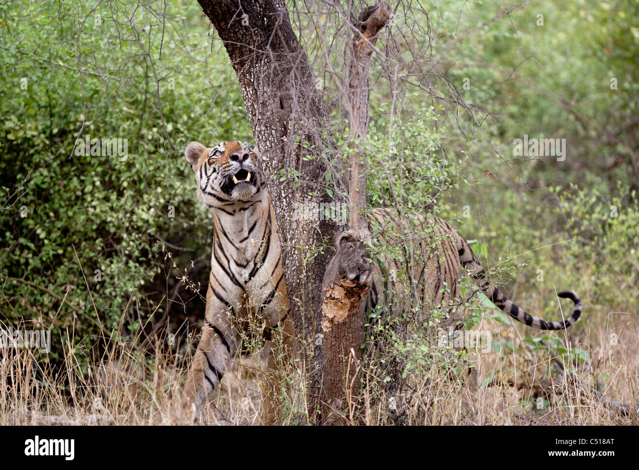 Adulto tigre del Bengala pattugliamento del bosco selvatico di Ranthambhore, India. ( Panthera Tigris ) Foto Stock