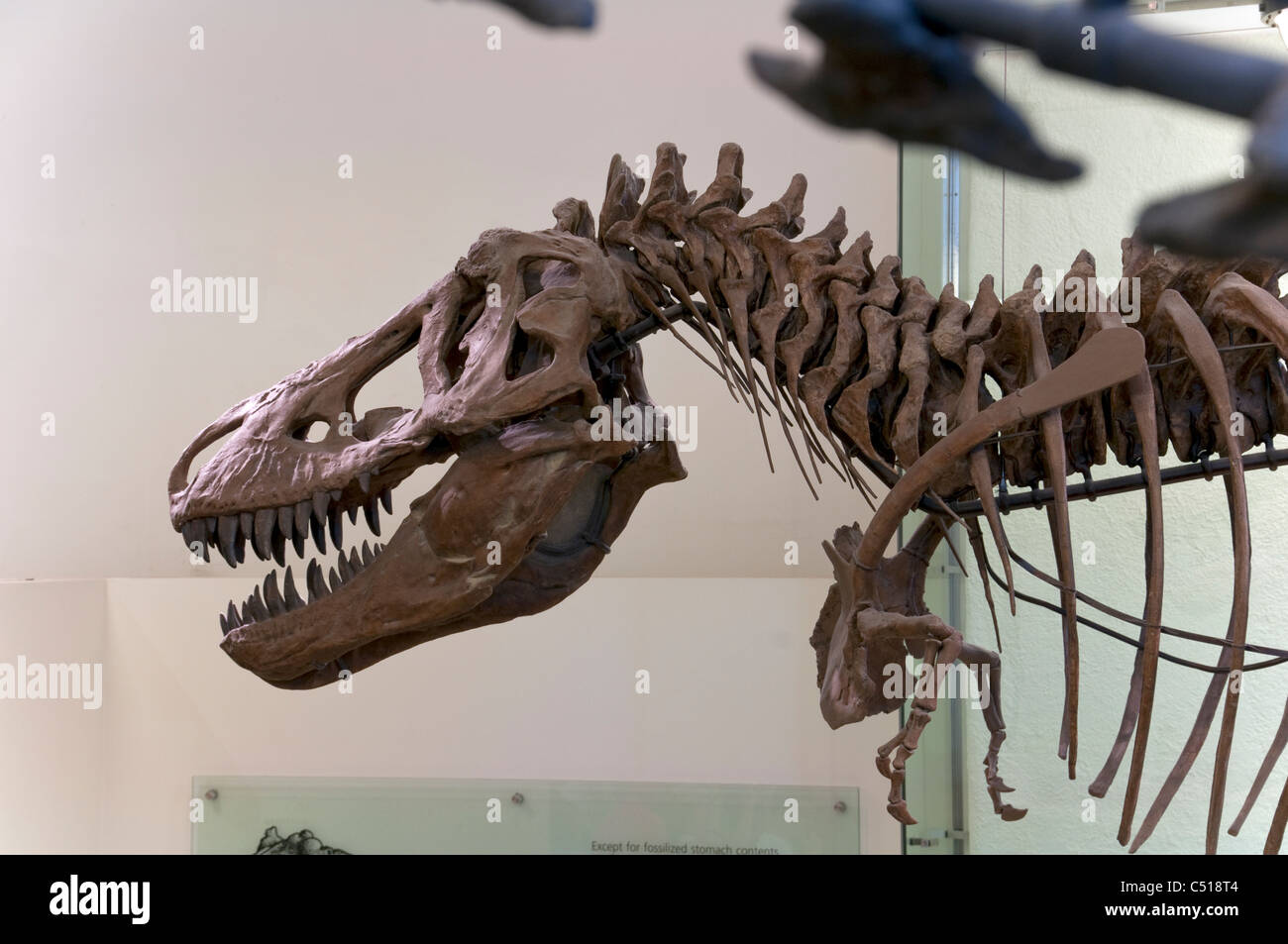 T-Rex , il Museo Americano di Storia Naturale di New York City Foto Stock