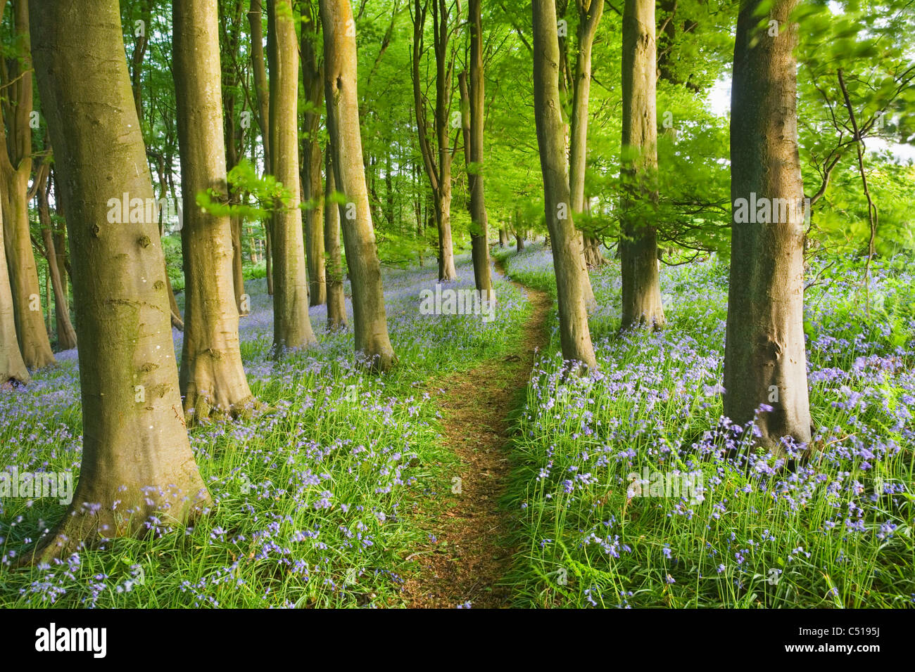 Bluebells (Hyacinthoides non scripta) in faggio (Fagus sp) bosco. Priors legno. North Somerset. In Inghilterra. Regno Unito. Foto Stock