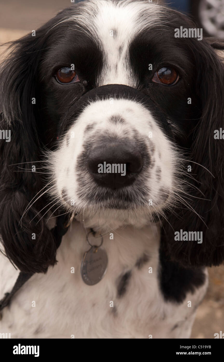 Un English Springer Spaniel cane che indossa un halti condurre nel Regno Unito Foto Stock