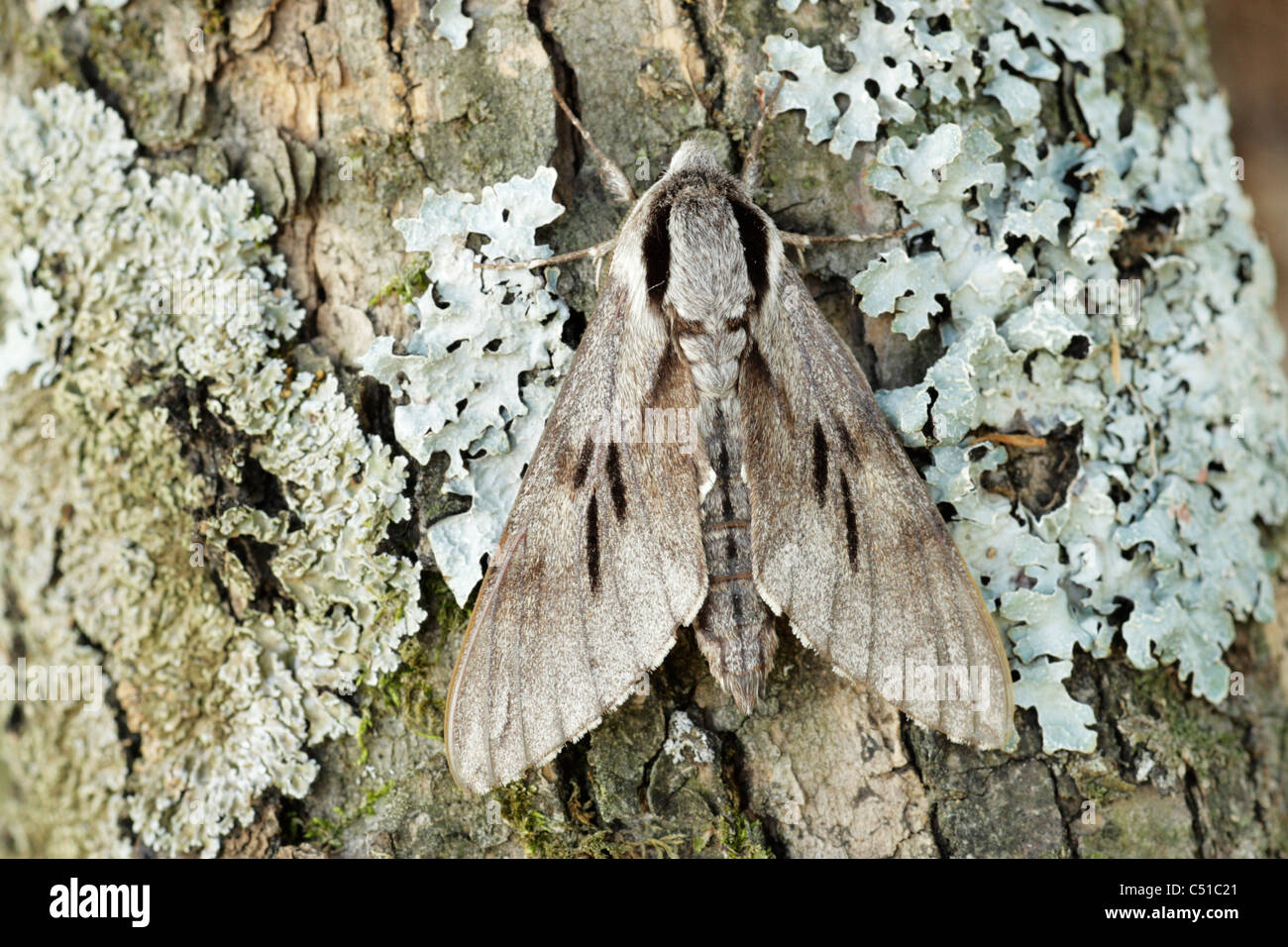 Pino (hawkmoth Hyloicus pinastri) su lichen coperto tronco di albero Foto Stock