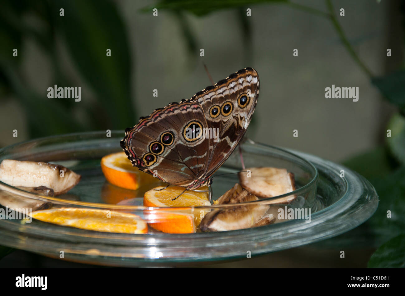 Farfalla in una casa tropicale sull'isola di Mainau nel lago di Costanza Schmetterling Schmetterlingshaus im der Insel Mainau Foto Stock