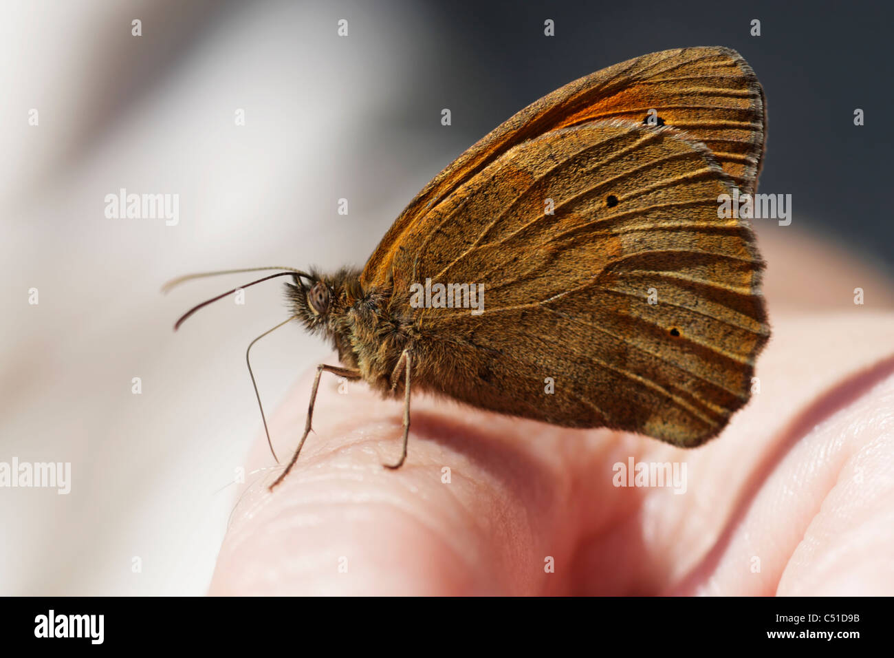 Prato farfalla marrone (Maniola jurtina)con probosis mostra mentre poggia su una mano alle persone Foto Stock