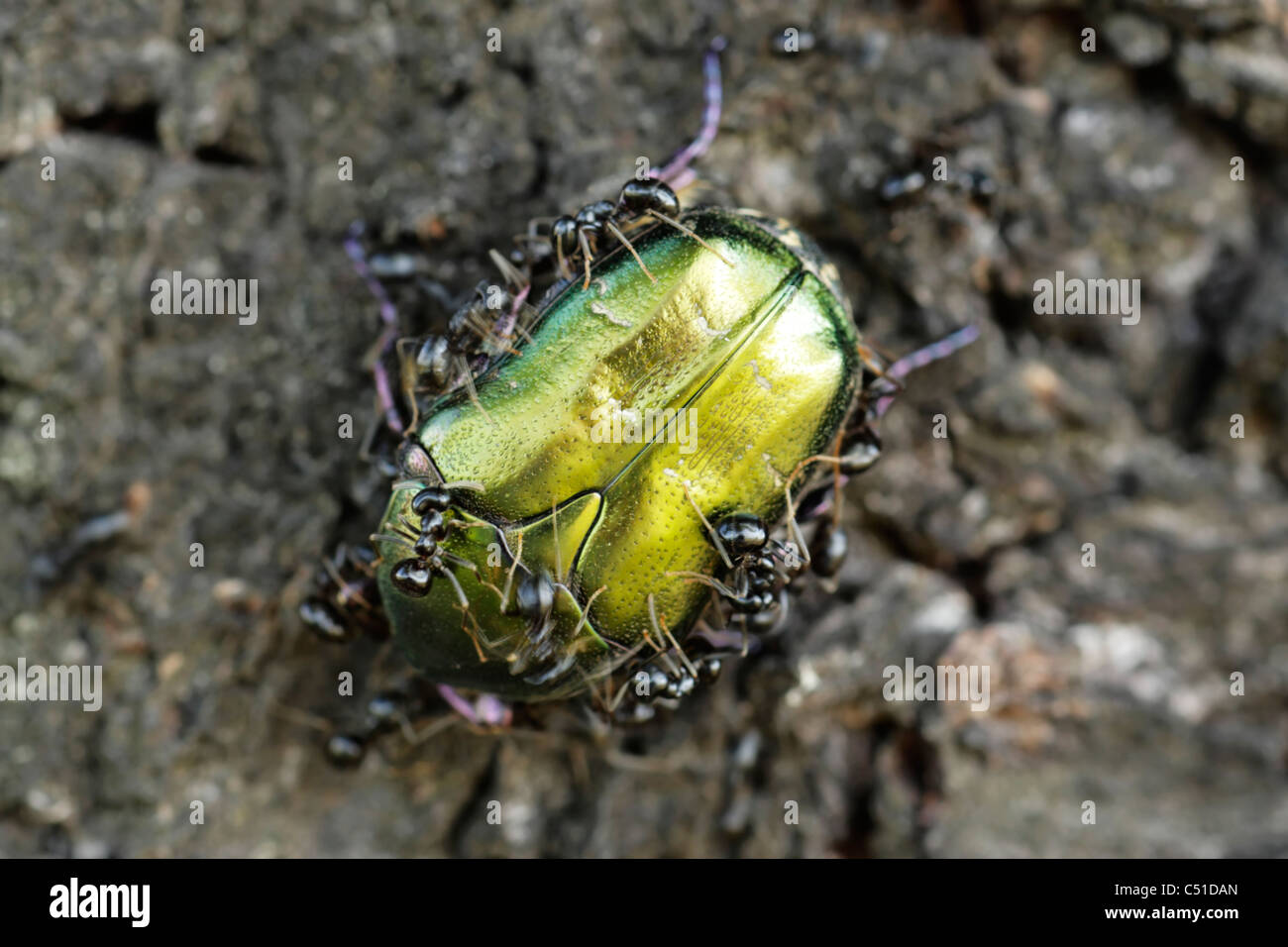 Scarabeo Scarabeo (Cetonia cuprea) essendo attaccato da formiche, le larve del coleottero vivono in nidi di formiche Foto Stock