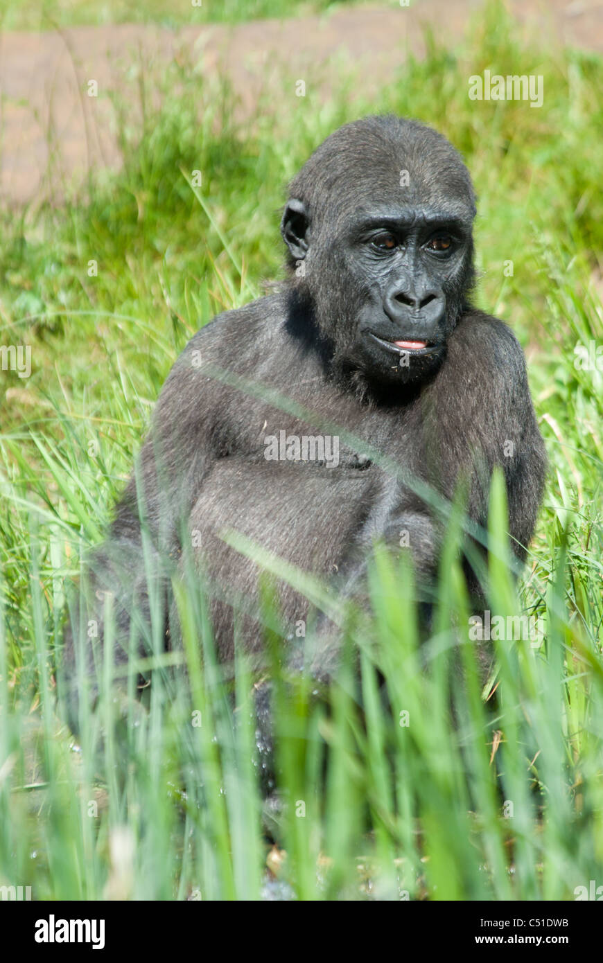 Close-up di un giovane gorilla in erba Foto Stock