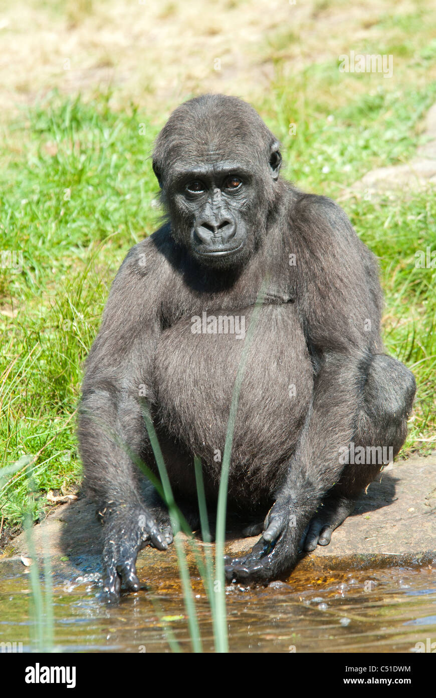 Close-up di un giovane gorilla silverback Foto Stock
