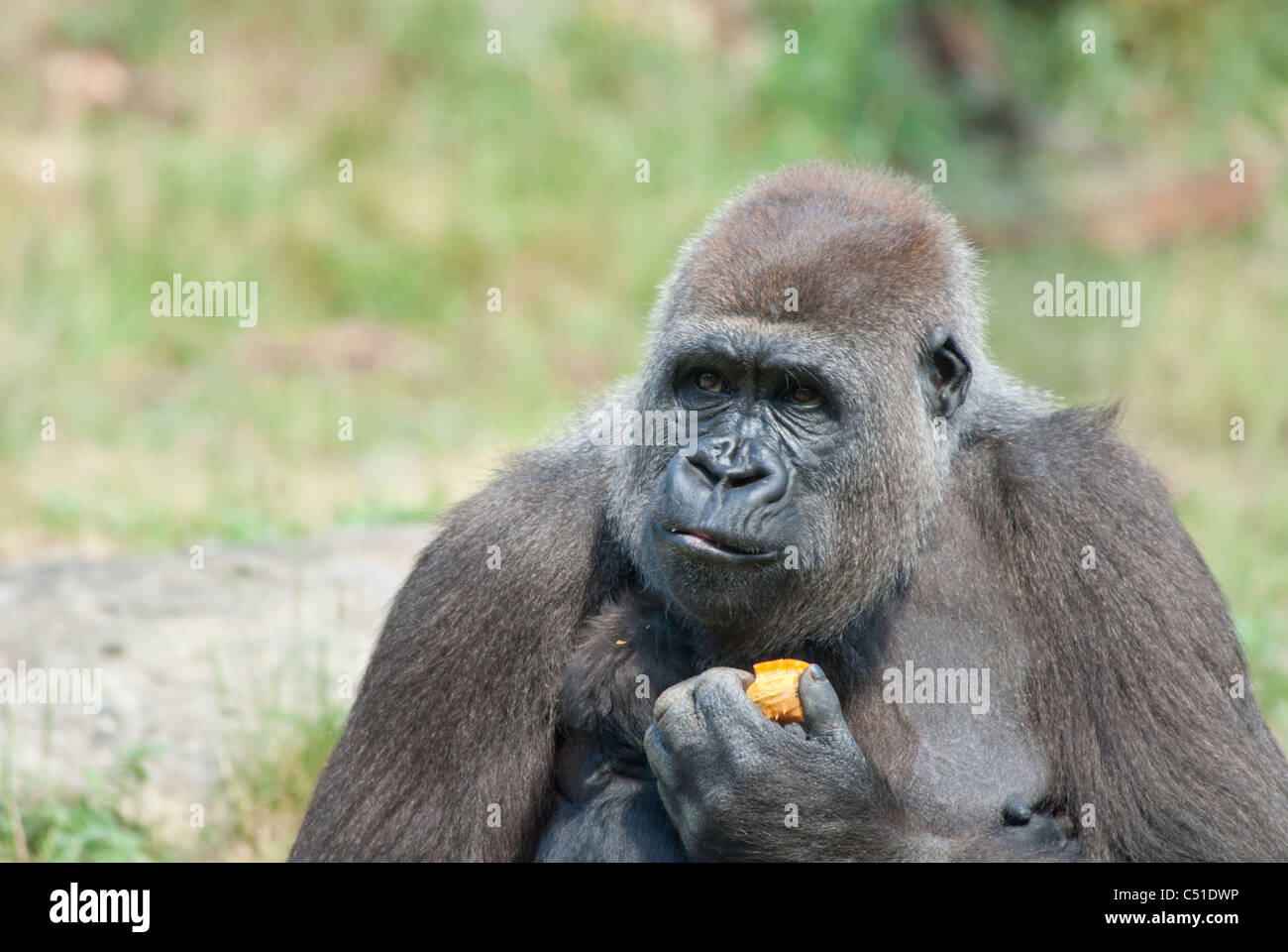 Close-up di una femmina di gorilla silverback Foto Stock