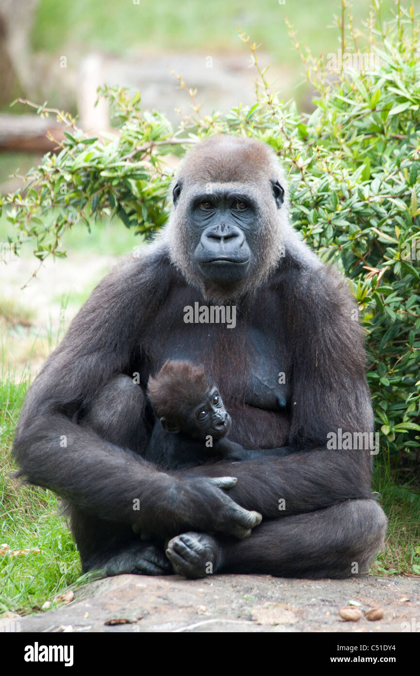 Close-up di una madre gorilla ed i suoi simpatici baby Foto Stock