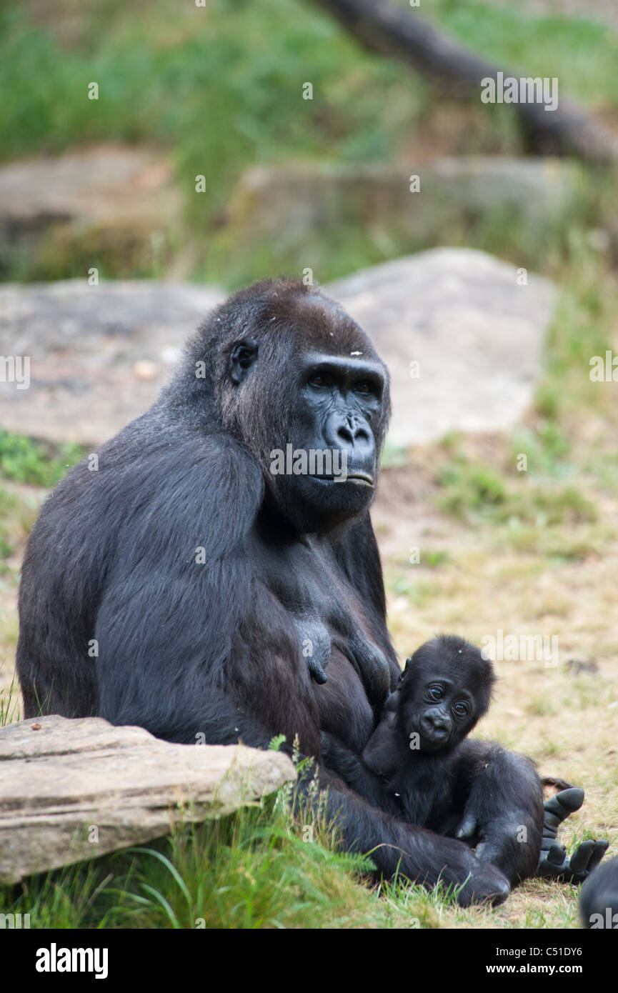 Close-up di una madre gorilla ed i suoi simpatici baby Foto Stock