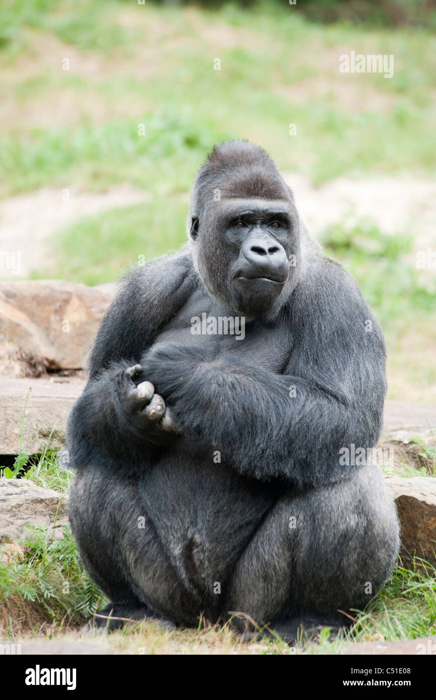 Close-up di un grande maschio gorilla silverback Foto Stock