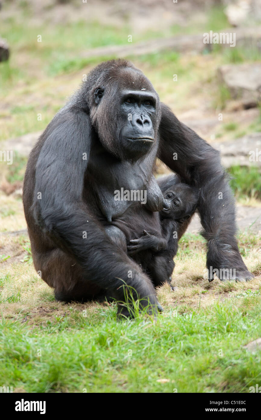 Close-up di una madre gorilla ed i suoi simpatici baby Foto Stock