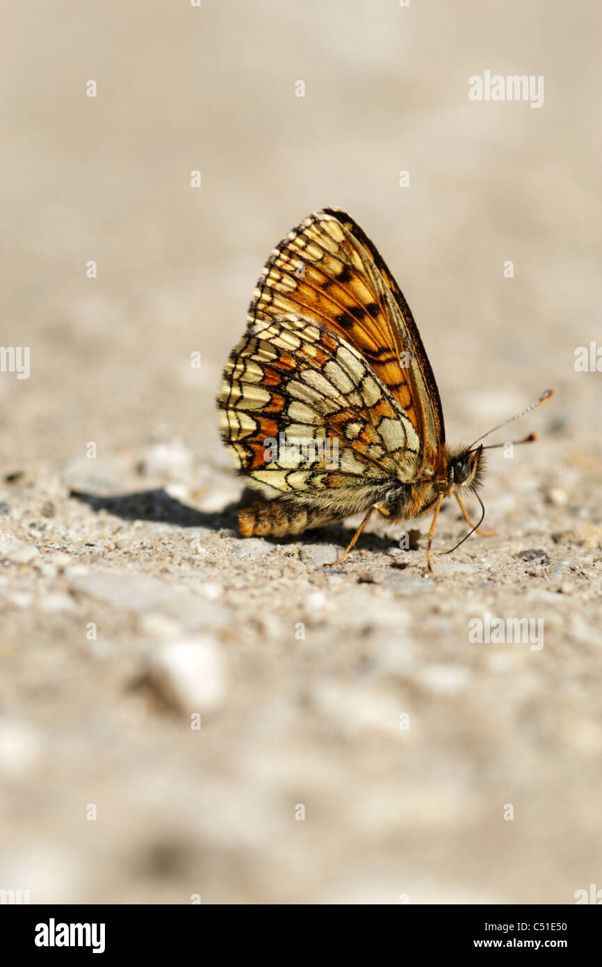 Heath fritillary (Mellicta athalia) femmina sul terreno e che mostra la parte inferiore delle ali Foto Stock