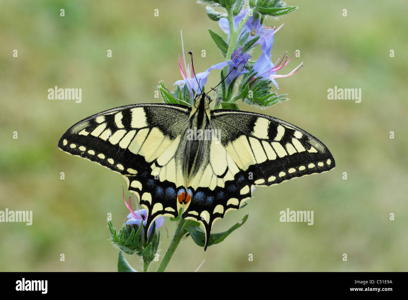 A coda di rondine (farfalla Papilio machaon) maschio arroccato con alette aperte che mostra upperside Foto Stock