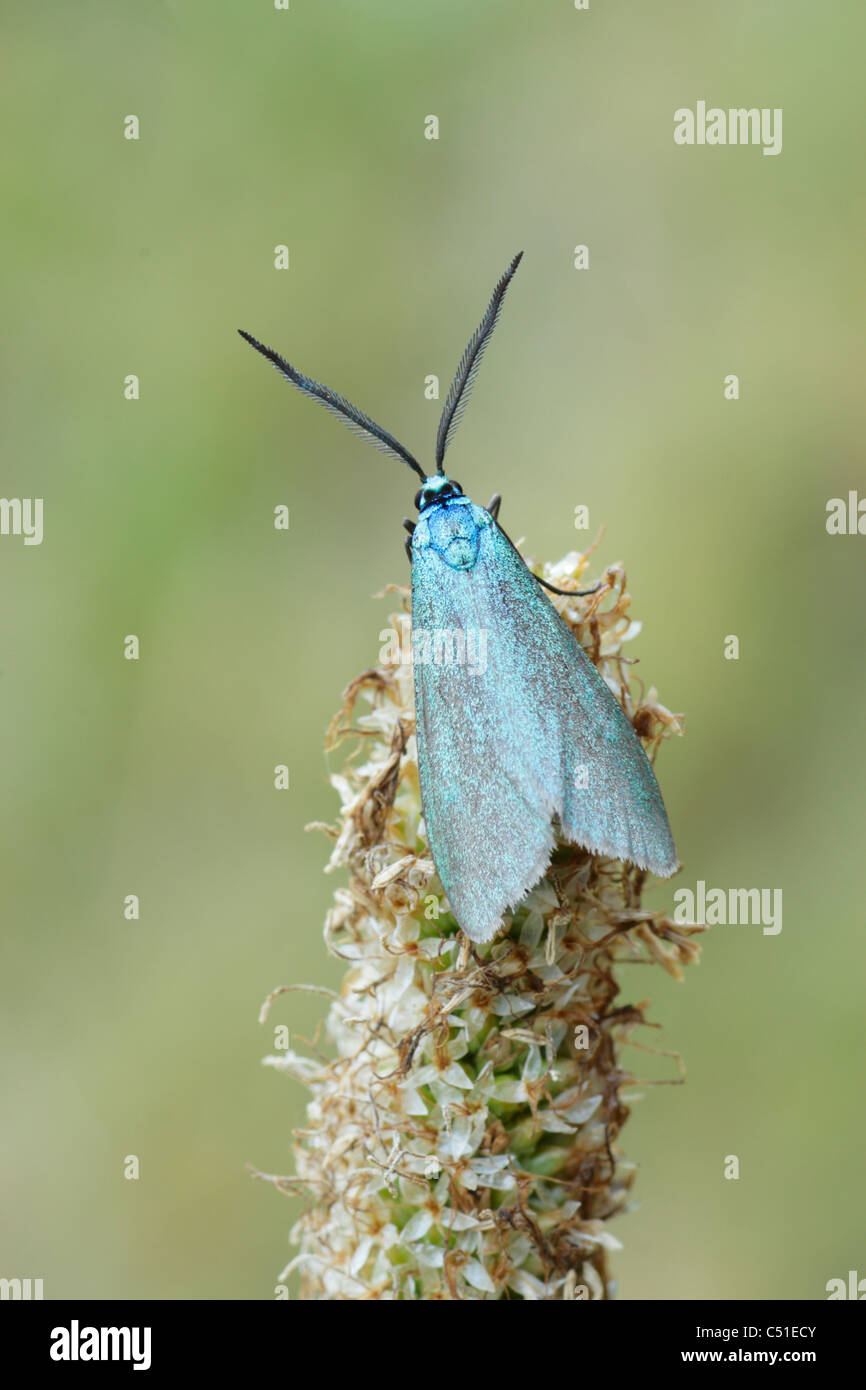 Scarsa forester tarma (Jordanita globulariae) Foto Stock