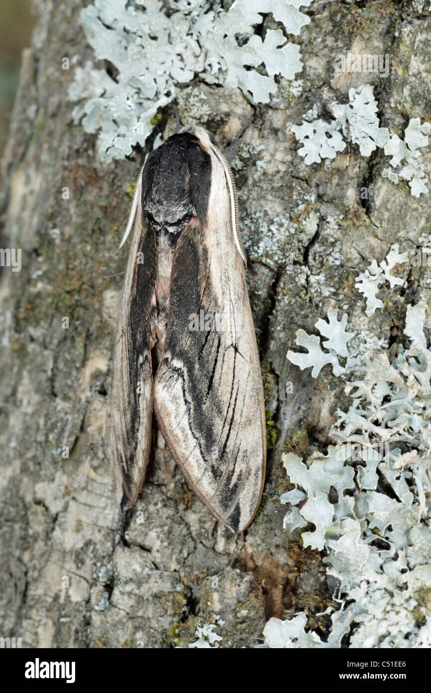 Ligustro hawkmoth (Sphinx ligustri) sono ' appollaiati su un tronco di albero Foto Stock