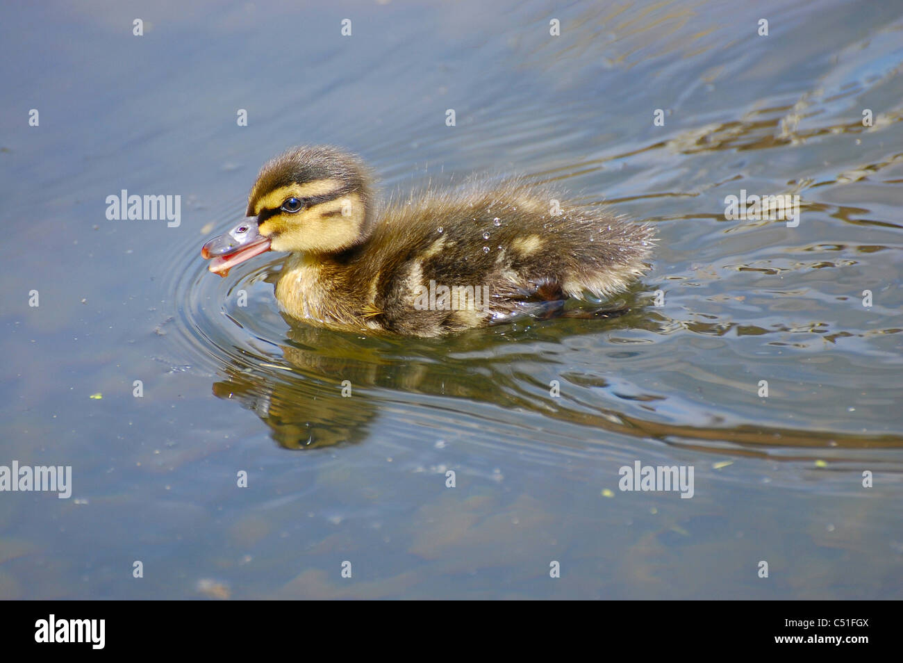 Giovani Anatra Anatra solo nuotare mallard piume fuzzy Foto Stock