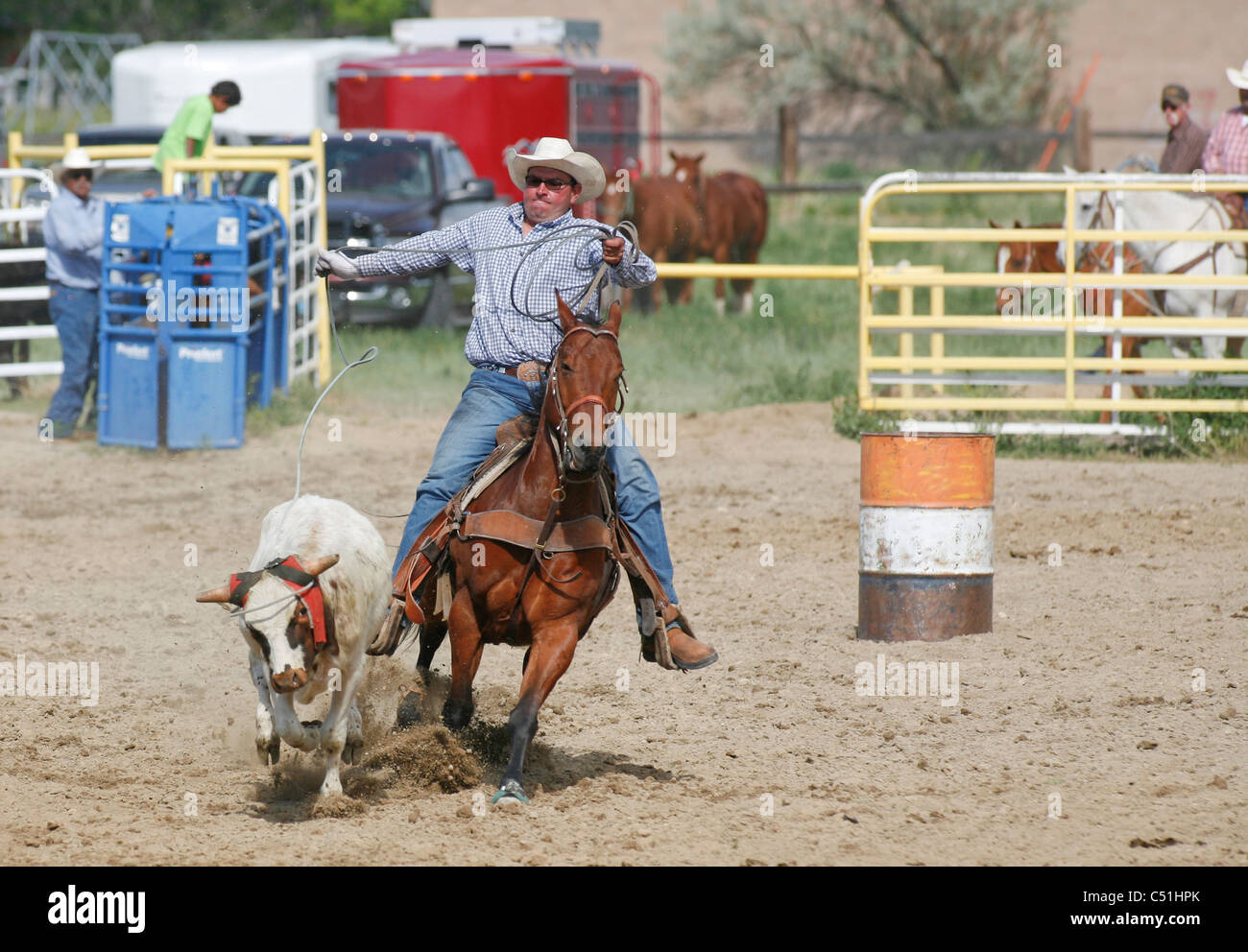 Team roping evento durante un rodeo parte dell'est indiano Shoshone giorni tenuto annualmente in Fort Washakie, Wyoming. Foto Stock