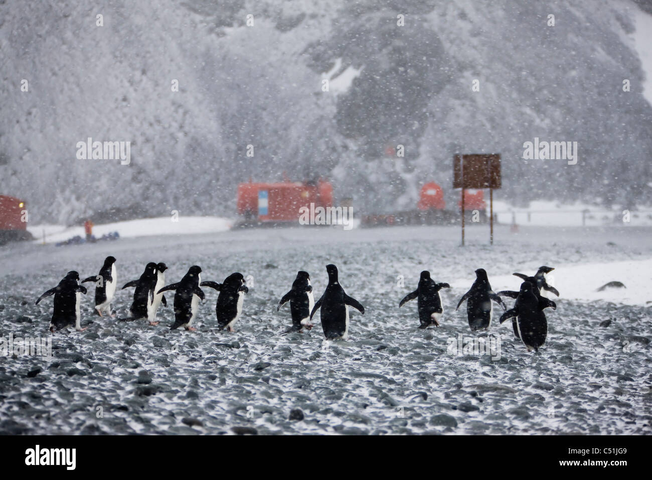 Funny vista posteriore del gruppo di pinguini dal sottogola di scappare insieme in windy Antartico tempesta di neve sulla spiaggia rocciosa red stazione base sfondo Antartide Foto Stock