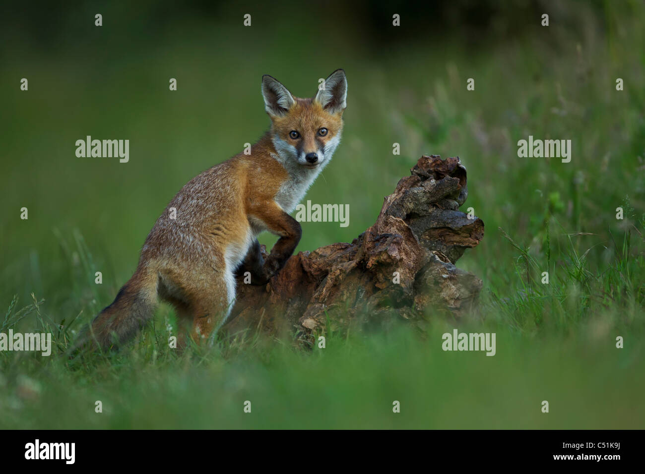 Fox Cub giocando con un ceppo di albero nella luce della sera (Vulpes vulpes vulpes) Foto Stock