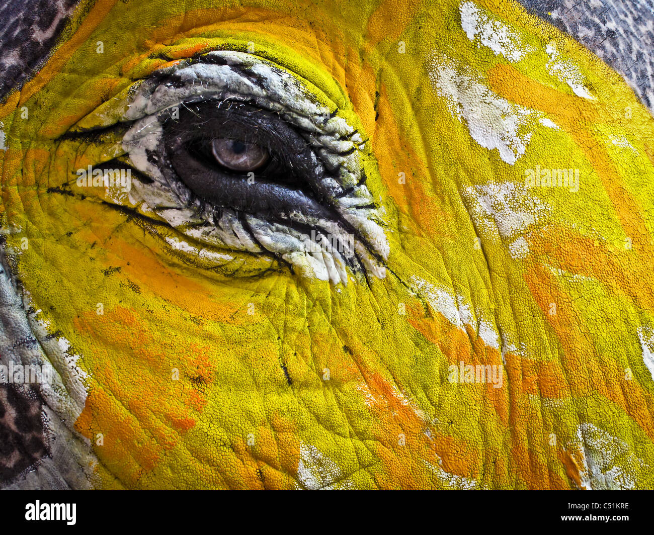Close up di elefanti occhio decorate e dipinte per Jaipur elephant Festival, India Foto Stock