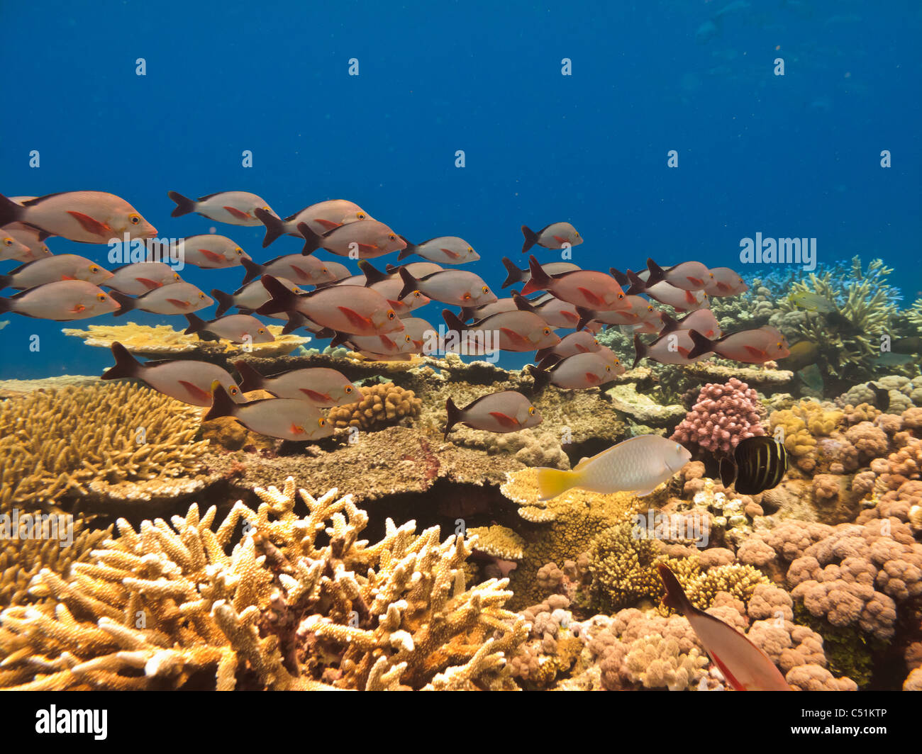 Scuola di pesci e coralli grande Barriera Corallina Australia Foto Stock