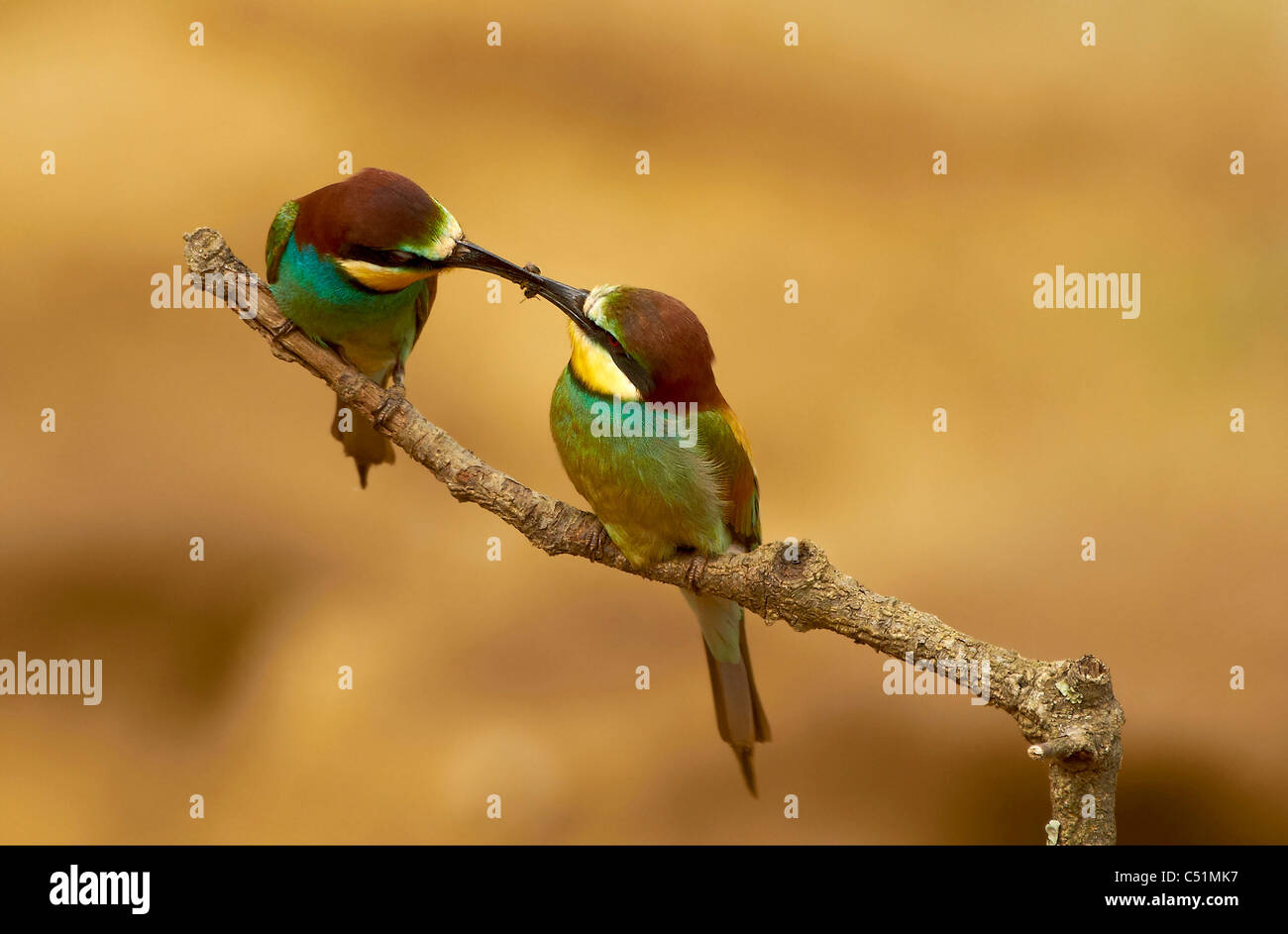 pareja de abejarucos,cortejo,coppia di mangiatori di api mangiare apiaster Merops,abejarucos alimentandose Foto Stock