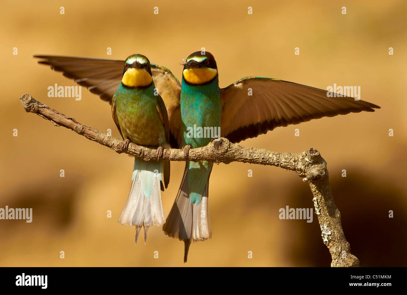 pareja de abejarucos, coppia di mangiatori di api Merops apiaster, abejarucos Foto Stock